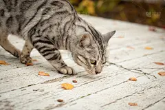 秋天，条纹猫偷吃、嗅食物