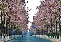 雯森忒采集到花