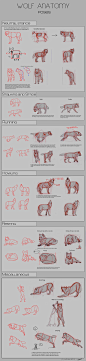 Wolf Anatomy - Part 2 by *Autlaw on deviantART