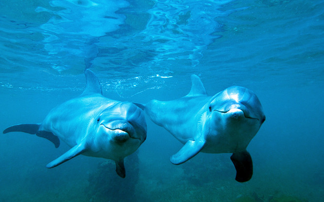 海洋精灵 可爱的海豚高清桌面壁纸