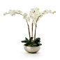 white orchid: 