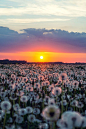 Army of dandelions by Dmitry Doronin, on 500px.: 