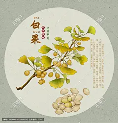 白果 银杏 银杏叶 银杏果 银杏树 中草药包装插画 中药大全 中药插画 复古医书草药插图 手绘中草药 手绘值物花草 百草集 草本植物 草药 草药包装插画