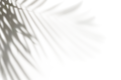植物投影 光影素材 PNG 丁达尔光效，窗户投影，窗户影子 来自网络-收集@kaysar007