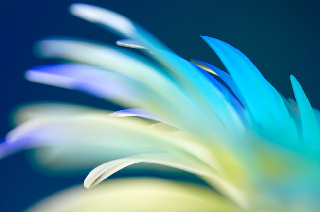 ABSTRACT FLOWERS Pho...