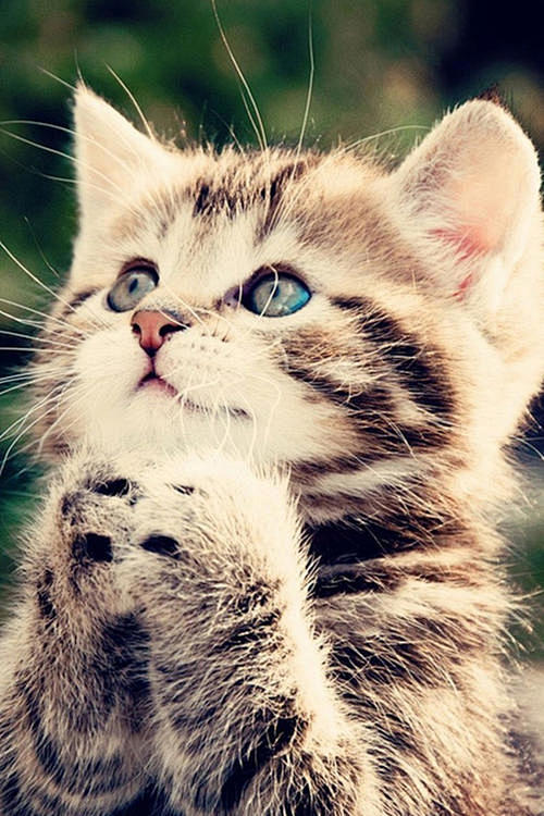 可爱猫猫iphone4s高清手机壁纸