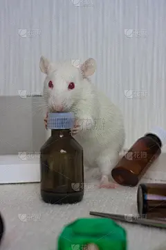 酒精成瘾的概念。老鼠是中国人的象征