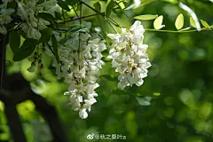 槐花