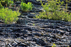 javahell采集到火山石花，绽放千年沧