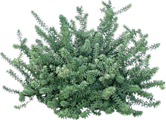 筱渥采集到W-植物素材