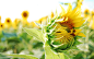 HDR photography flowers sunflowers wallpaper (#1263647) / Wallbase.cc