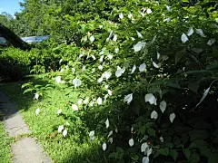 白纸扇