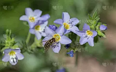 食蚜蝇,天梯,自然,野生动物,美国,水平画幅,无人,夏天,花荵,阿拉斯加