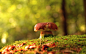 Wallpaper autumn, forest, mushrooms