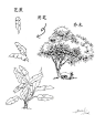 树 线描的搜索结果_百度图片搜索