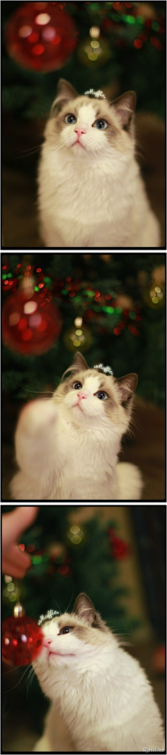 猫夏的我采集到Muffie王子殿下