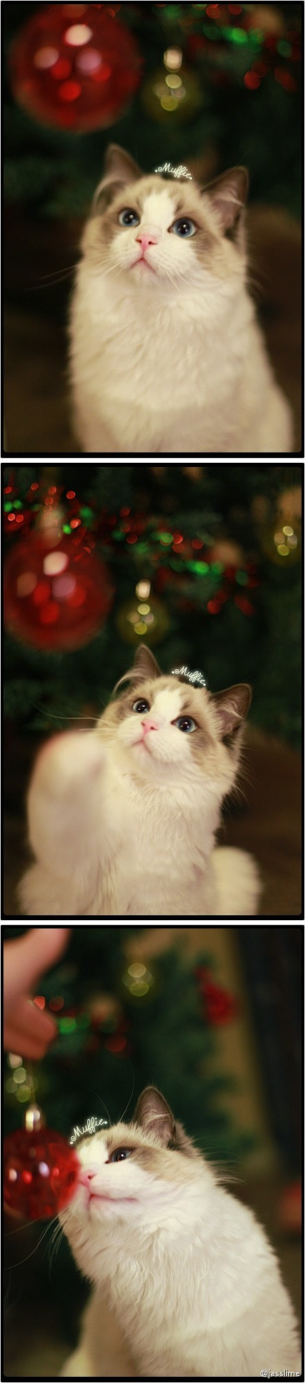 这只来自新西兰的仙女猫Muffie真是太...