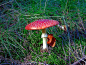 mushroom-4605632_960_720.jpg (960×720)