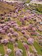 林芝嘎拉桃花村航拍_游侠客摄影_摄影旅游站