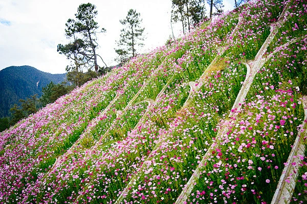 时花带-花瓣网
