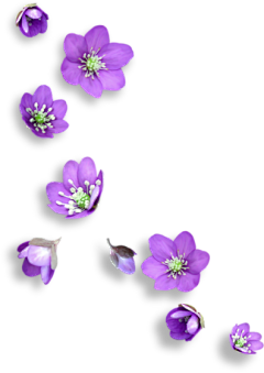 calla1213采集到【素材】花瓣、漂浮PNG