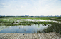 陕西渭柳湿地公园