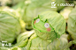 bilibili哔哩哔哩预售蔬菜精灵野菜蛙花菜羊驼香菇貂