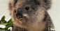 funnywildlife:

funnywildlife:
koala nom nom
http://weheartit.com/entry/51815768/via/Lavenderlatim