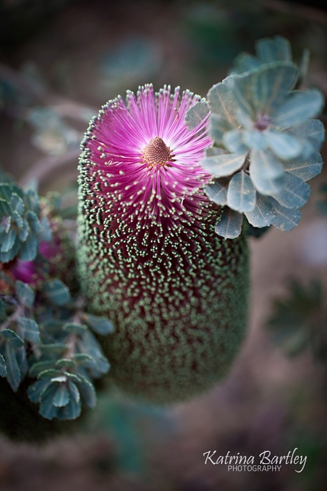 Banksia - pink praem...