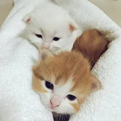 猫咪表情包：弱小，可怜，又无助