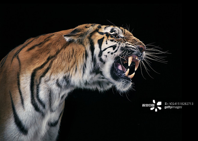 tigersnarling