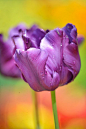 ~~Purple Tulip by Kristen Elise~~