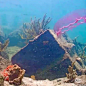 在珊瑚礁上安置摄像头 看到本季度第一只月水母 | Coral City Camera #动物# #生物# #博物# #自然# #自然笔记# 金字塔咩  L医学插画师-动画师-阿杜的微博视频 ​​​​