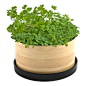 Bamboo Grow Box, Culinary Herbs - A round bamboo box  much like a vintage cheese box in shape  provides a sleek, versatile home for an indoor garden of three essential aromatics.  The Culinary Herbs Bamboo Grow Box includes a hand-lacquered lid, which enc