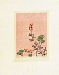 日本传统纹样。 ​​​​