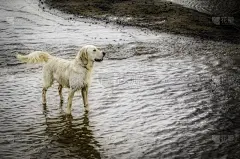 金毛寻回犬,河流,水,宠物,水平画幅,彩色图片,英国,户外,雄性动物,狗