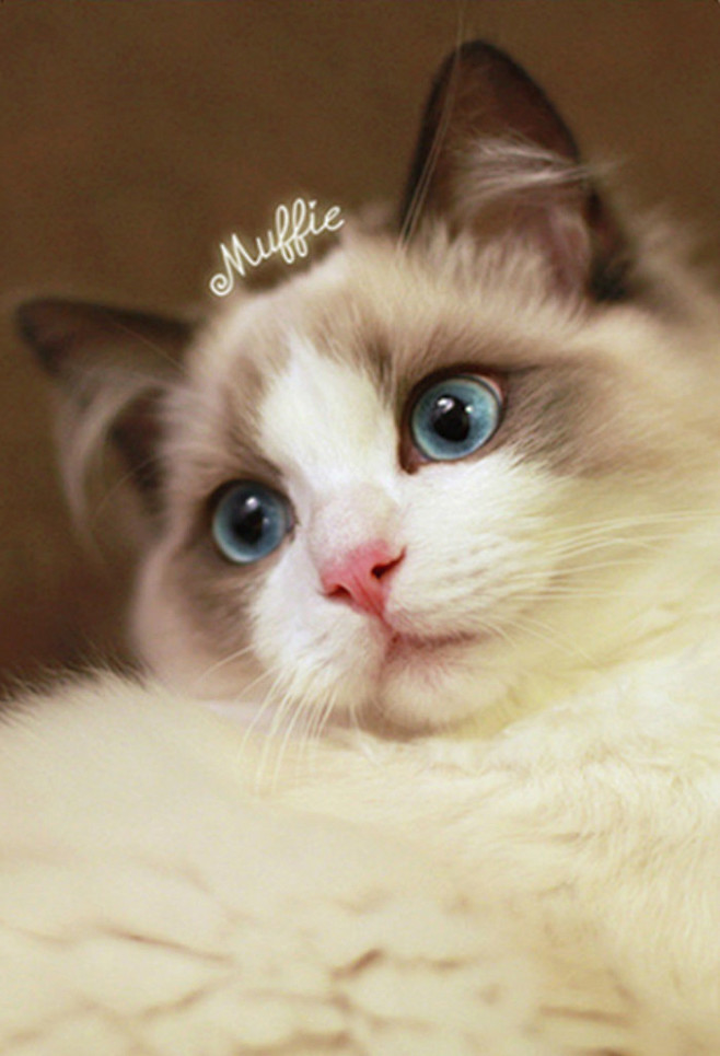 #喵星人##壁纸##宠物##猫#