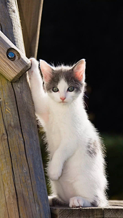 CmyVVVV采集到猫