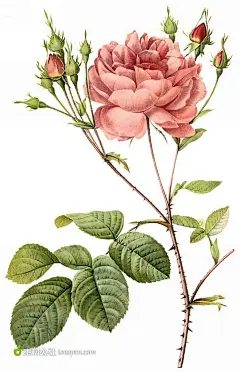 外国经典手绘花卉 (24)