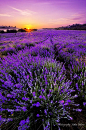  薰衣草田野，紫色
 lavender fields, the color purple  