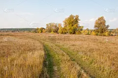 叶子,秋天,水平画幅,无人,明亮,俄罗斯,田地,十月,季节,十一月
