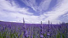超清花海电脑桌面壁纸