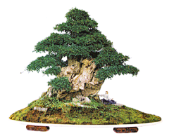 眼角間、劃諾丶沒落采集到微景 Micro scene