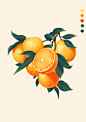 原创手绘赣南脐橙插画包装设计橙/橘厚涂写实风-古田路9号-品牌创意/版权保护平台