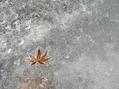 冰冻的水与落叶