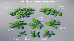 _Evolution_采集到Plant 树 植物