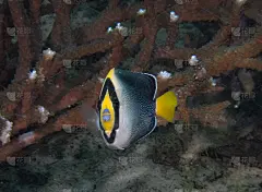 蚯蚓天使鱼(Chaetodontoplus mesoleucus)