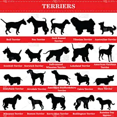 梗犬,狗,摆拍,哺乳纲,小的,动物,福克斯猎狐犬,犬科的,站,剪影