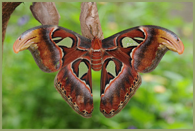 乌桕大蚕蛾世界上最大的飞蛾之一它们翅尖的图案拟态成蛇头的样子
