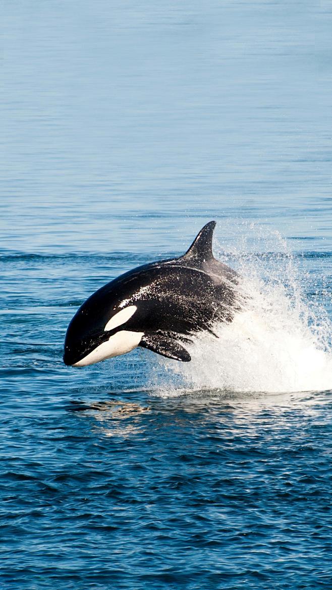 鲸作为现在最大的哺乳动物以前它们的祖先是否更大